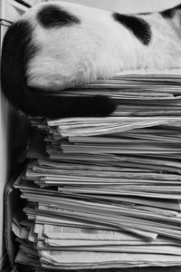 Close-up of horse stack