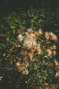 Plants in the dark