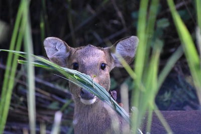 Through the looking grass