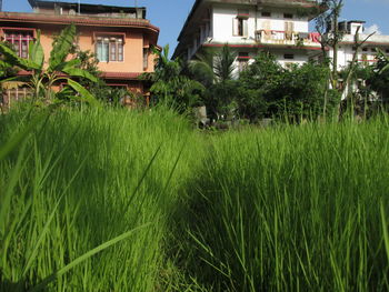 Plants growing on field by building