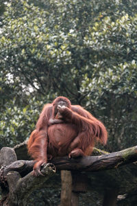 Monkey sitting on tree in zoo