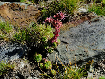 High angle view of flowering plants by rocks on field