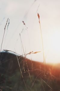 Close-up of grass on field against sky