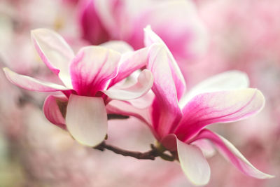 Close-up of pink flowers