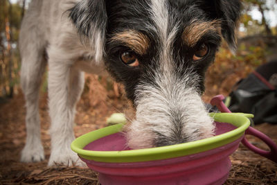 Close-up portrait of jack russel terrier dog looking into camera whilst licking a bowl