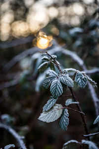 Close-up of frozen leaves on plant during winter