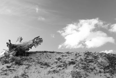 Low angle view of driftwood on landscape against sky