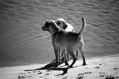 Dogs standing at beach