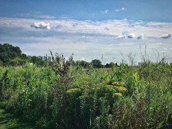 Scenic view of field against sky