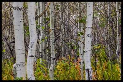 Plants growing in forest