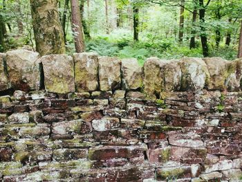 Stone wall in forest