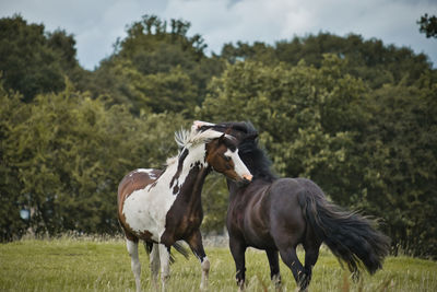 Horses in a field