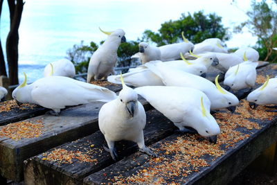 High angle view of white birds