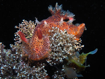 Close-up of fish swimming in sea