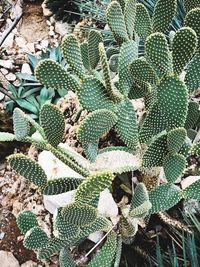 High angle view of prickly pear cactus