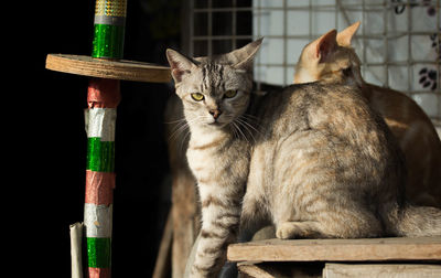 Portrait of cat sitting on wood