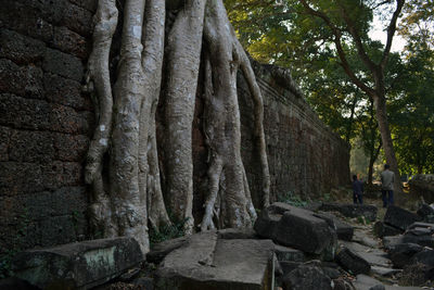 Trees growing in forest