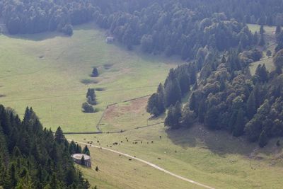 High angle view of road amidst trees on field