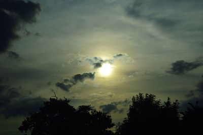 Sun shining through trees