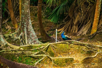 Man climbing on tree trunk in forest