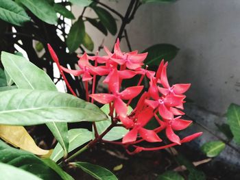 Close-up of red flowering plant