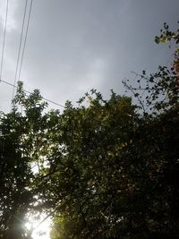 tree
