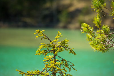 A beautiful spring scenery at the small lake with turquoise blue water.