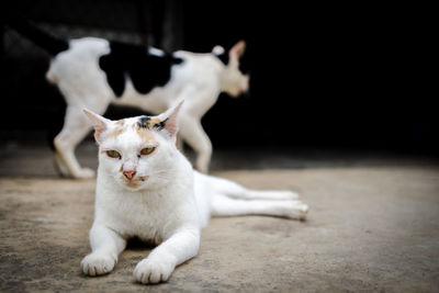 Portrait of white cat