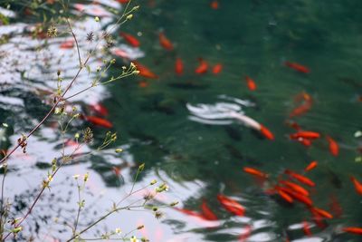 View of fish swimming in lake