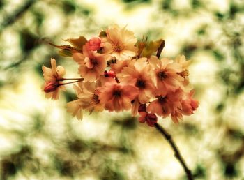 Close-up of flowers on tree