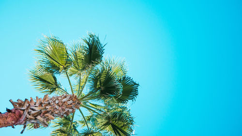 Low angle view of coconut palm tree against blue sky