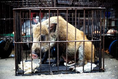 Close-up of pig in a cage 