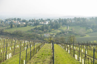 Vineyard against clear sky