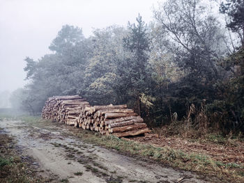 Stack of logs on field in forest