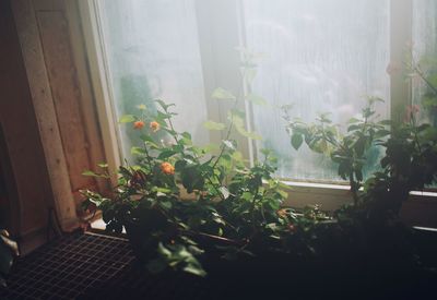 Close-up of potted plant at home