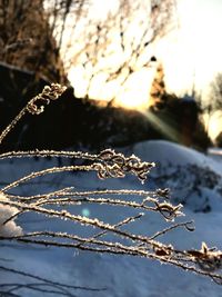Close-up of frozen plant against sky during winter