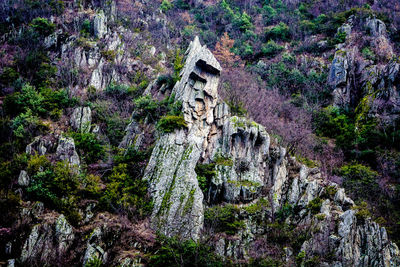 View of trees on cliff