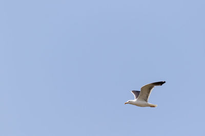 Low angle view of seagull flying