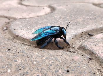 High angle view of fly on rock