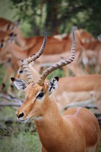 Close-up of deer