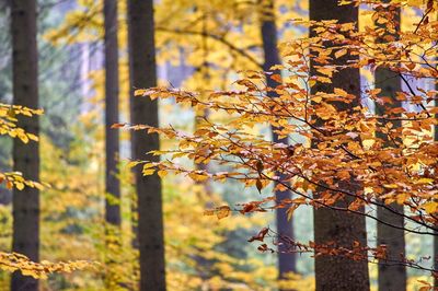 Autumn leaves on tree trunk