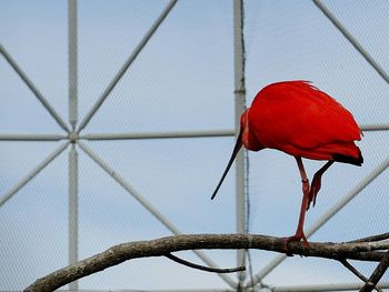 Low angle view of red leaf