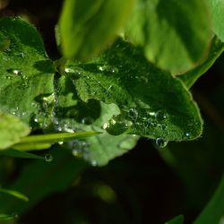 Close-up of water drops on plant leaves