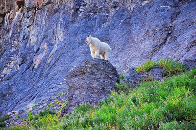 View of sheep on rock