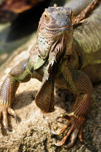 Close-up of lizard on rock