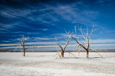 Bare tree on beach against blue sky