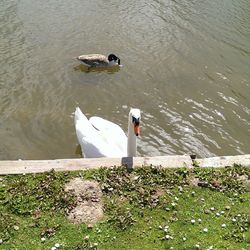 Birds in calm water