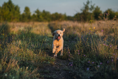 Dog running on field