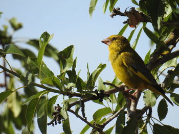 Low angle view of bird perching on tree against sky