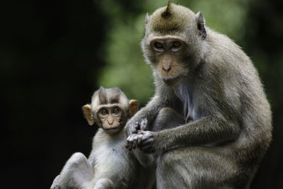 Cute asia monkey baby holding her mother hand and looking at camera in the wild in national park. 